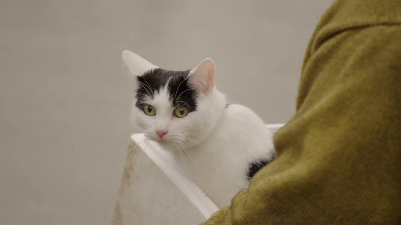 Samira holds Frodo in box