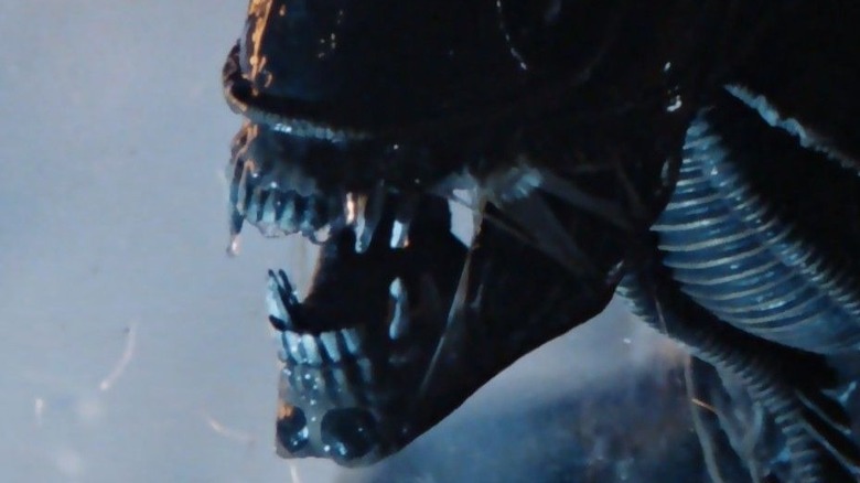 A Xenomorph Alien